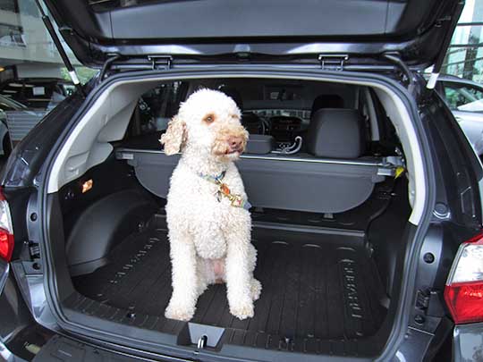 Ruby the dog in her new 2015 Crosstrek, September 2015