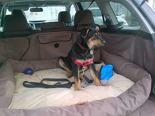 Rottweiler mix puppy in his 2013 Outback Special Appearance Package, 3/2014