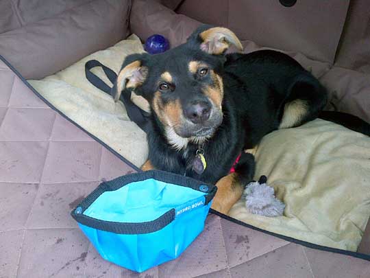 Rottweiler puppy Rueben in his 2013 Special Appearance Pkg Subaru Outback, 3/14