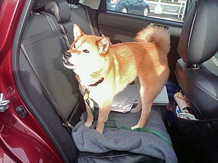 saachi the shiba inu in a subaru forester, march 2012