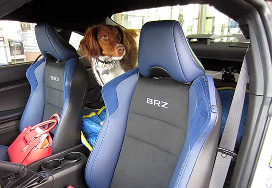 Springer Spaniel Samantha in her new BRZ Series.Blue, August 2014