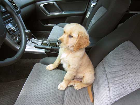Sammy is a 9 week old Lab puppy, in his 2005 Subaru Outback, July 2016