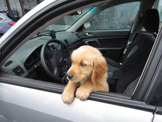 Sammy is a 9 weeks old Lab standing up in his 2005 Subaru Outback, July 2016