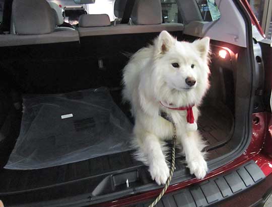 Samoyed in her new 17 Forester, December 2016