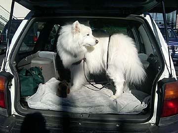Samoyed in his Forester