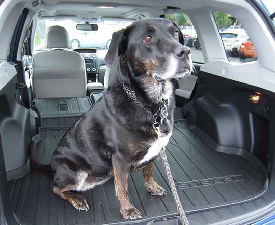 Black Lab Sasha in her new 2015 Forester, April 2015