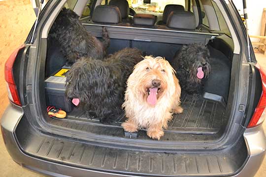 Four Scottish Terriers in their 2009 Subaru Outback Limited- Quantum, Skipper, Cleat, and Bentley. March 2015