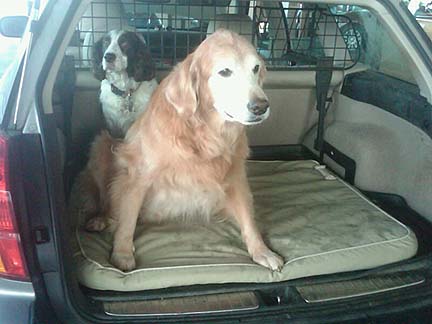 2 dogs in their Subaru Outback