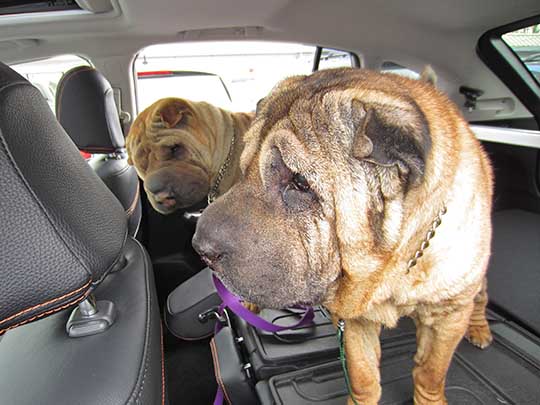 Shar-Peis Abby and Murphy in their 2016 Subaru Crosstrek, September 2016