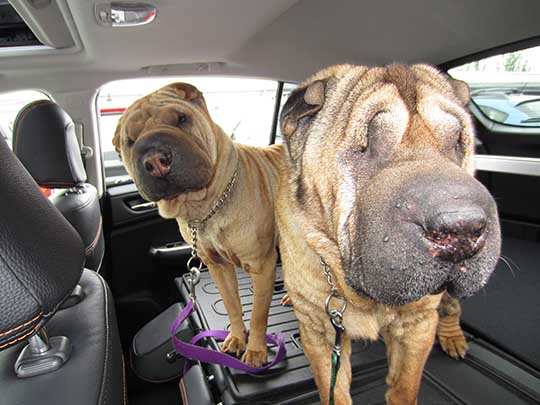 Shar-Peis Abby and Murphy in their 2016 Subaru Crosstrek, September 2016