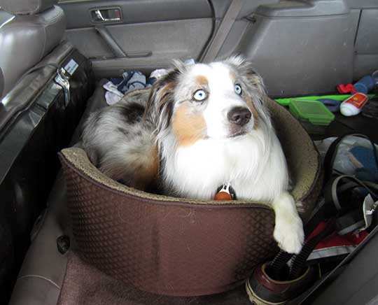 Australian Shepard Shick in bed in her Subaru, August 2014