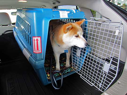 simon is a shiba-inu, shown in his subaru forester