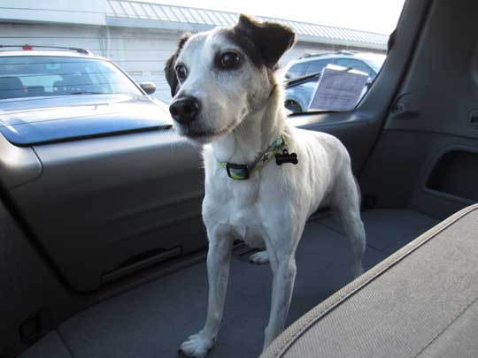 Parson Jack Russell terrier Skippy in his 2004 Subaru Forester, February 2016