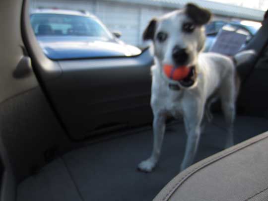 Parson Jack Russell terrier Skippy playing ball in the back of his 2004 Subaru Forester, February 2016