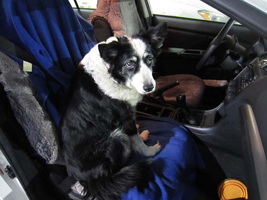 Skye the border collie in her Subaru Impreza, February 2015