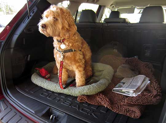 miniature Goldendoodle Sparky in the cargo area of her new 2015 Subaru Outback, January 2015