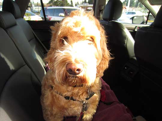 miniature Goldendoodle Sparky in her new 2015 Subaru Outback, January 2015