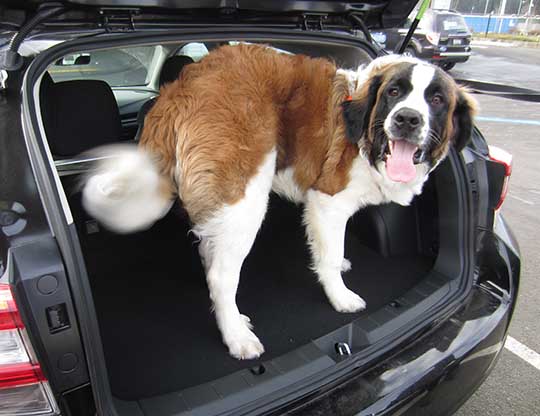 St. Bernard 8 mo old puppy Plinko in a 2017 Subaru Impreza hatchback