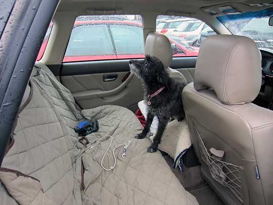 Stella in her 2013 subaru outback