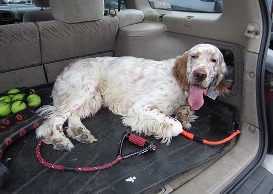 Stewie the English Setter takes a look around, in his Subaru Forester
