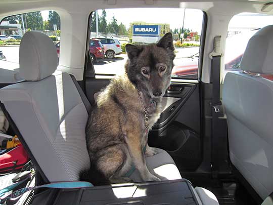 Sweetie is part Australian Shepard, shown in her 2017 Forester, August 2016