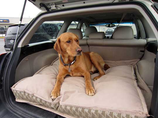 tanner the dog in his Outback