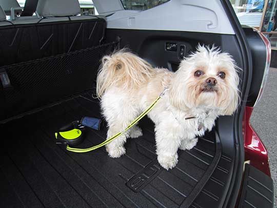 Theo the Lhasa Apso in his new 2015 Subaru Forester, May 2015