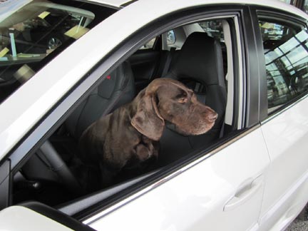 Tik the dog in her new WRX Limited sedan, July 2011