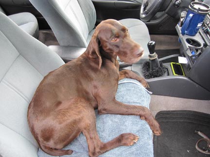 Tik the dog in her 1990s Subaru Legacy sedan