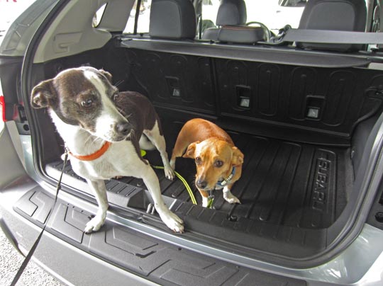 dogs Tina and Nora in their new 2016 Subaru Crosstrek, April 2016