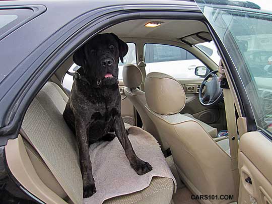 brindle neopolitan mastiff in a 1999 subaru impreza 5 door