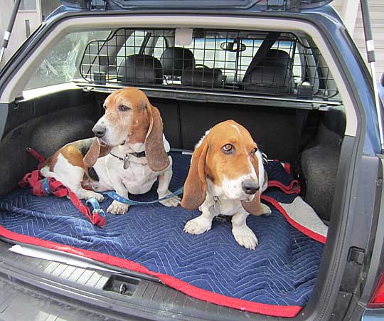 Wally the Bassett hound in his subaru legacy station wagon