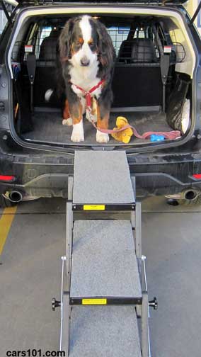 Burnese mountain dog in a Subaru forester, uses a quick folding ramp fto get in/out of the Subaru Forester