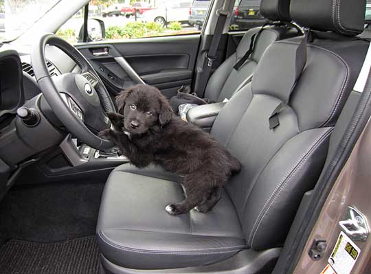 Willy is an 8 week old puppy, shown in his 2015 Forester, October 2015