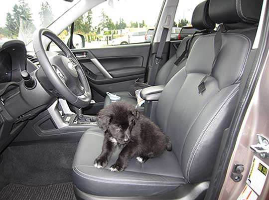 Willy, an 8 week old puppy trying to lease his 2015 Forester, October 2015