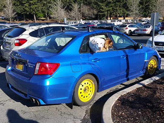 2 happy dogs seen in a WRX in Lake Forest Park, Wa