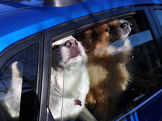 2 happy dogs seen in a WRX in Lake Forest Park, Wa, February 2017