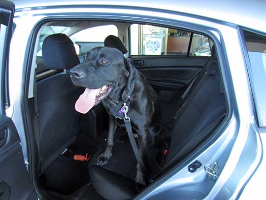 Wrigley is a Great Dane, shown in his Subaru Impreza, July 2014