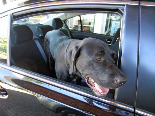 Wrigley the Great Dane, shown in a Legacy Sport sedan, July 2014