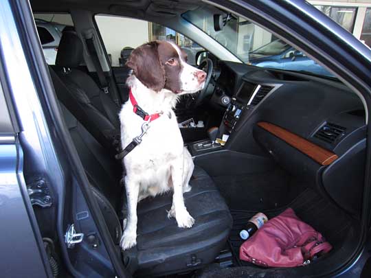 Yoda is an English Springer Spaniel in her blue Subaru Outback, January 2014