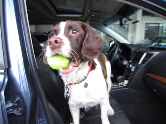 Springer Spaniel Yoda siting in her Subaru Outback wants to play ball