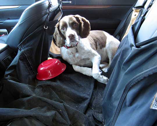 Yoda the Springer Spaniel in ther 2013 Subaru Outback, August 2015