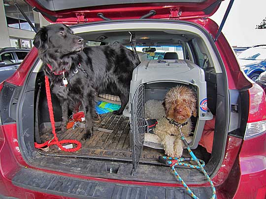 truffle hunters in their 2013 subaru outback