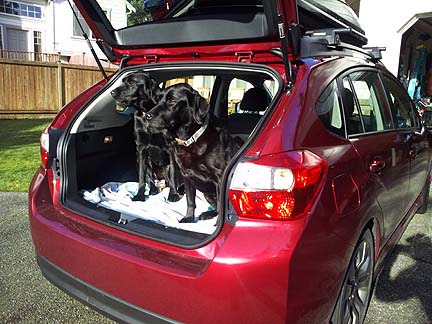 2 black labs in a 2012 Impreza 5 door