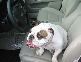 Maya the Bulldog approves of the 08 Outback at Carter Subaru