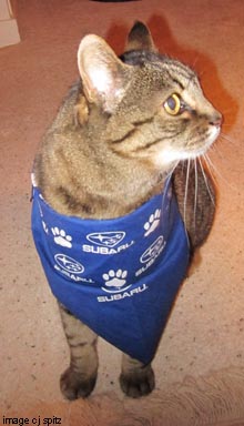 cat wearing subaru bandana