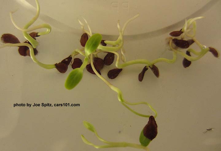 milkweed seeds germinating, April 2016